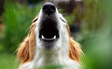 Streit nach Hundebellen (Symbolfoto).